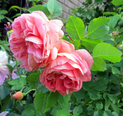 gallery_276_1250_32394.jpg