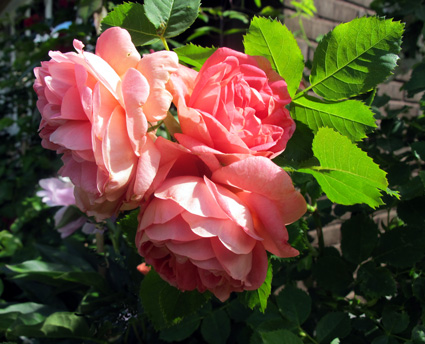 gallery_276_1250_8202.jpg