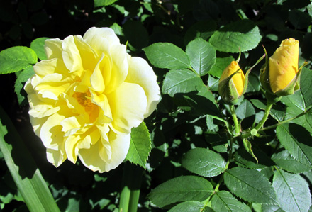 gallery_276_1645_12650.jpg