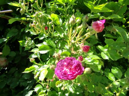 gallery_12789_2230_254816.jpg