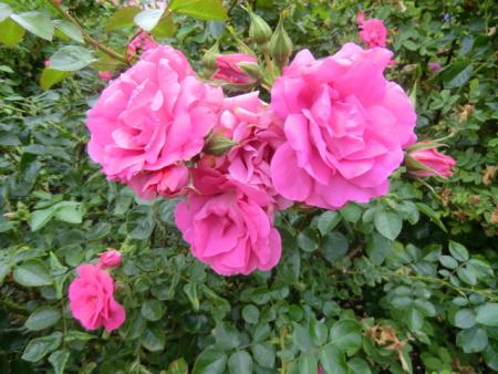 gallery_12789_2509_42027.jpg