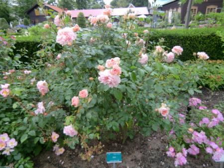 gallery_12789_2509_81756.jpg