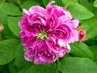 tn_gallery_276_1653_2675.jpg