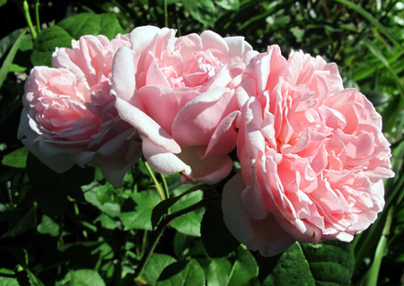 gallery_276_1247_38170.jpg