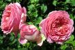 tn_gallery_276_1247_80374.jpg