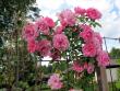 tn_gallery_276_1250_27884.jpg