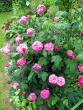tn_gallery_276_1637_50613.jpg