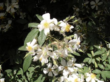 gallery_20295_4879_42642.jpg