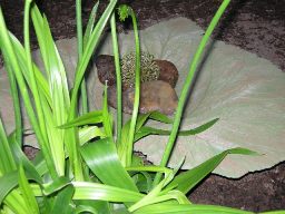 gallery_41048_4713_9323.jpg