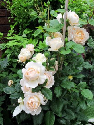 gallery_276_1247_111049.jpg