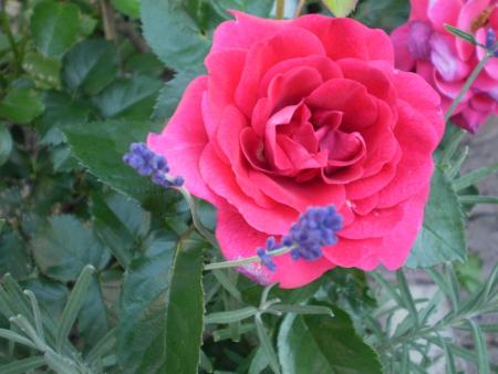 gallery_22598_4892_366849.jpg