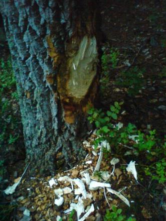 gallery_32312_4685_40842.jpg