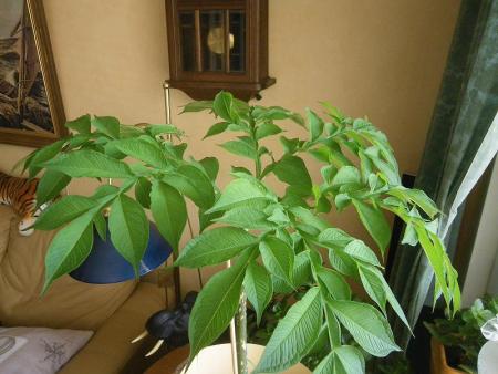 gallery_62108_4890_14024.jpg