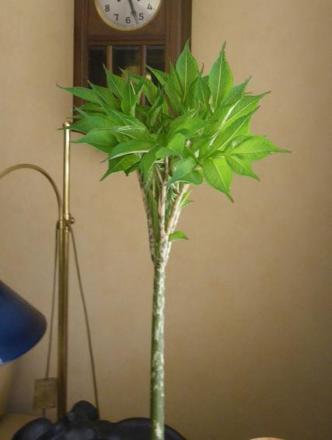 gallery_62108_4890_18668.jpg
