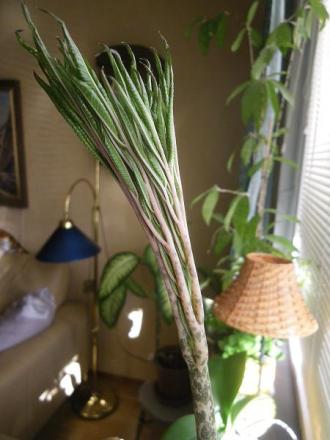 gallery_62108_4890_23483.jpg