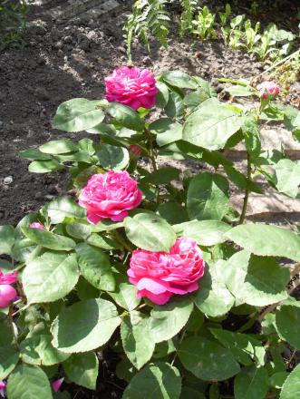 gallery_20295_3065_156071.jpg