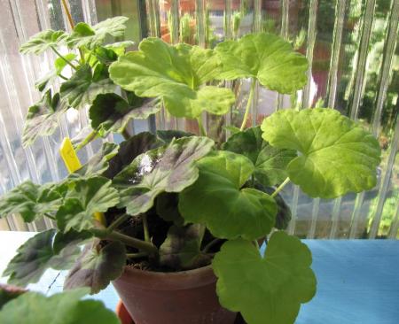 gallery_352_2076_117408.jpg