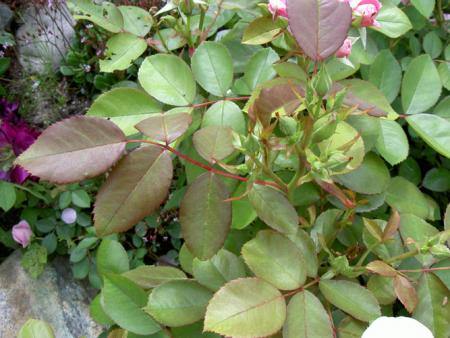gallery_8514_2907_106103.jpg