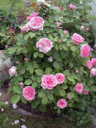 gallery_8514_2907_17716.jpg