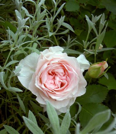 gallery_8514_2907_22697.jpg