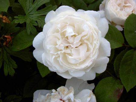 gallery_8514_2907_44328.jpg