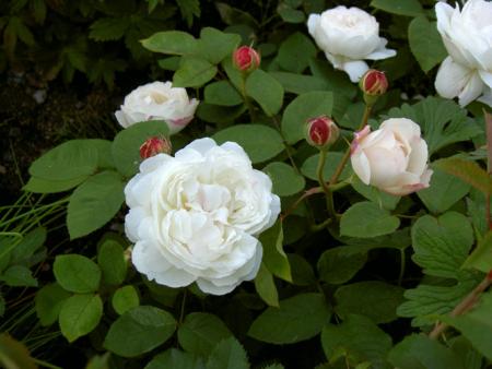 gallery_8514_2907_63627.jpg