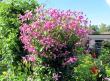 tn_gallery_276_1322_72017.jpg