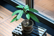 tn_gallery_50775_4804_127945.png