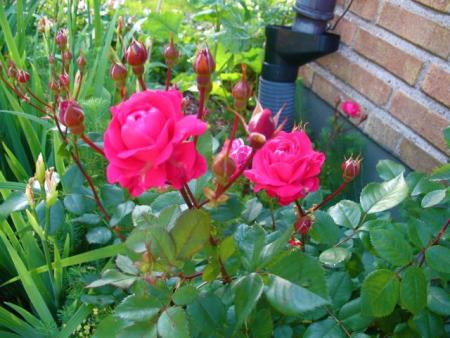 gallery_10247_4866_14928.jpg