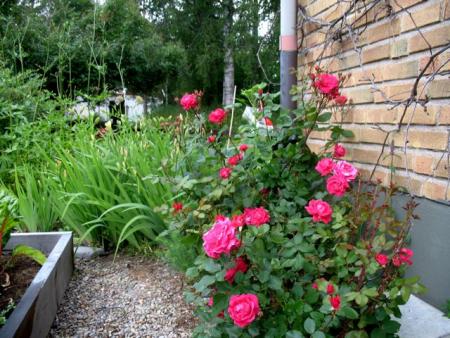 gallery_10247_4866_73908.jpg