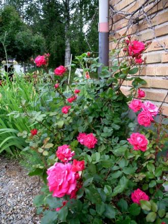 gallery_10247_4866_50048.jpg