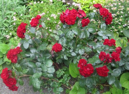 gallery_54122_4877_5716.jpg