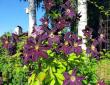 tn_gallery_276_1322_123386.jpg