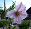 tn_gallery_276_1322_18645.jpg