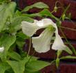 tn_gallery_276_1322_37505.jpg