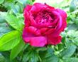 tn_gallery_276_1645_23479.jpg