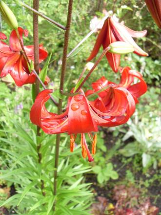 gallery_20295_3119_150165.jpg