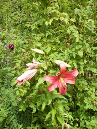 gallery_20295_3119_44962.jpg