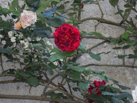 gallery_20295_4879_36049.jpg