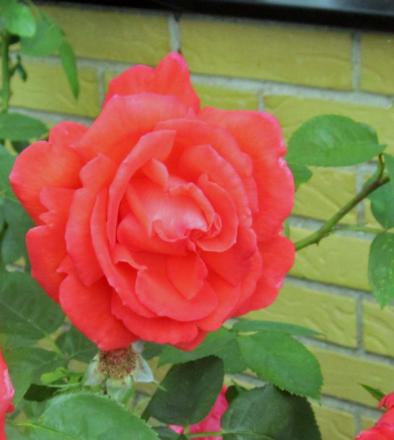 gallery_54122_4909_69988.jpg