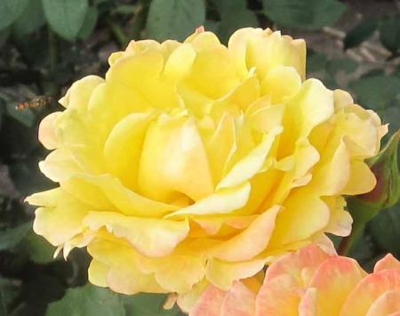 gallery_54122_4909_62307.jpg