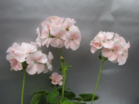 gallery_352_2076_31445.jpg