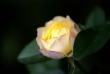tn_gallery_32739_4933_32426.jpg