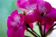tn_gallery_32739_4933_3255.jpg
