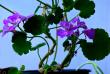 tn_gallery_32739_4933_32960.jpg