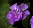 tn_gallery_32739_4933_41776.jpg