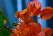 tn_gallery_32739_4933_67877.jpg
