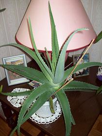 gallery_68454_4936_24558.jpg