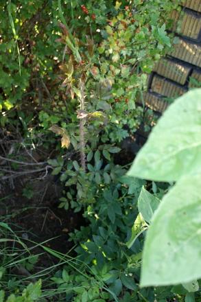gallery_29568_4941_129196.jpg