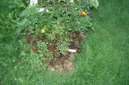 gallery_29568_4941_40997.jpg